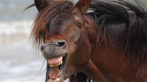 funny pics of horses|20,000+ Free Funny Horses & Horse。